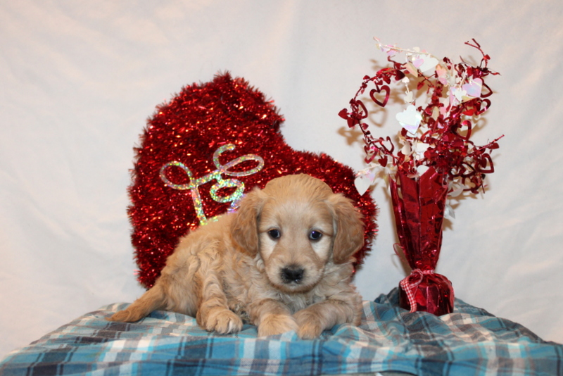 puppy, for, sale, Mini Goldendoodle F2, Matthew B. Stoltzfus, dog, breeder, Gap, PA, dog-breeder, puppy-for-sale, forsale, nearby, find, puppyfind, locator, puppylocator, aca